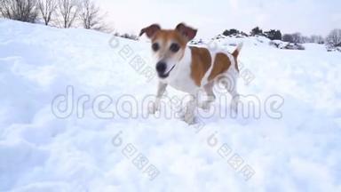 可爱的活动小狗杰克罗素猎犬在冬季公园玩耍。 周末散步不错。 DLSR摄像机慢速视频